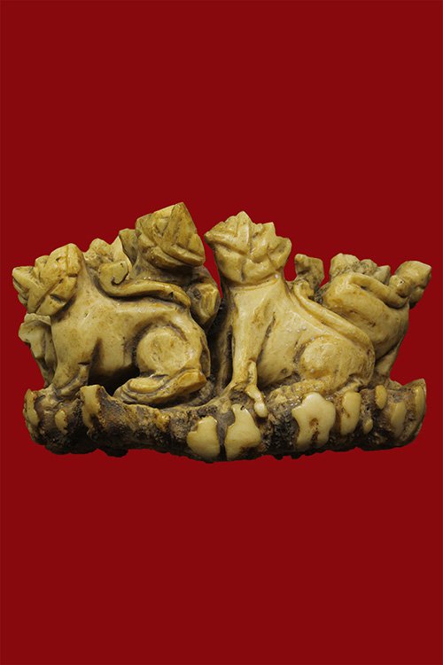 สิงห์เขากวางคุด สิงห์เขากวางคุด